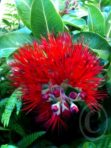 Liko Lehua – Waikapū, Maui
