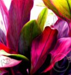 Ti Leaf Bouquet – Waikapū, Maui