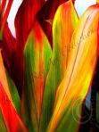 Ti Leaf Series #1 – Waikapū, Maui