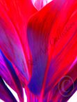 Ti Leaf Series #2 – Waikapū, Maui