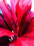 Ti Leaf Series #3 – Waikapū, Maui