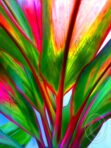 Ti Leaf Series #4 – Waikapū, Maui