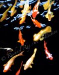 Koi Reflections – Mākena, Maui